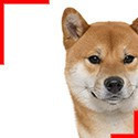 Shiba Inu