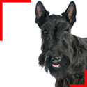 Scottish Terrier