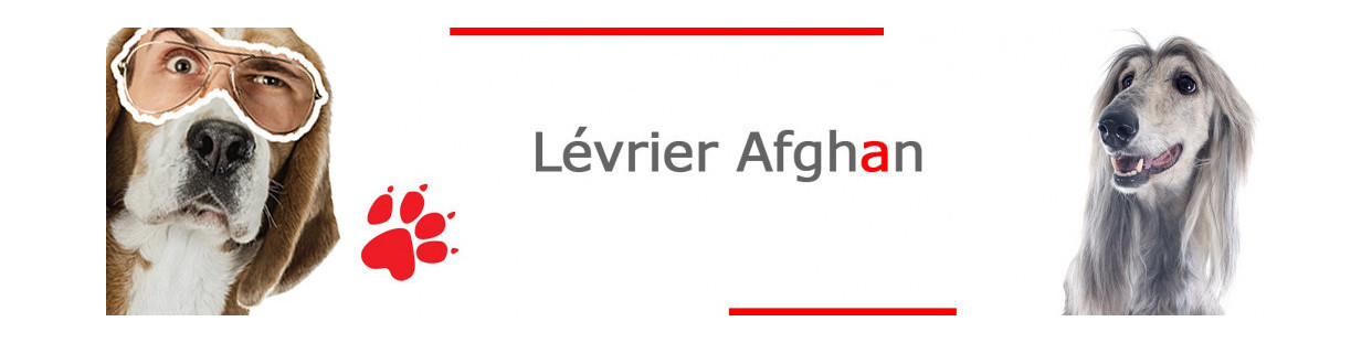 Lévrier Afghan