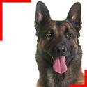 Berger Belge Malinois