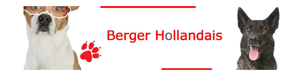 Berger Hollandais