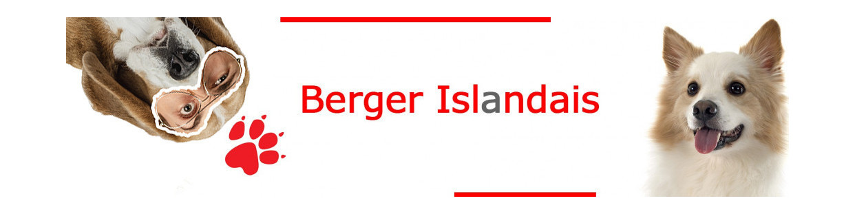 Berger Islandais