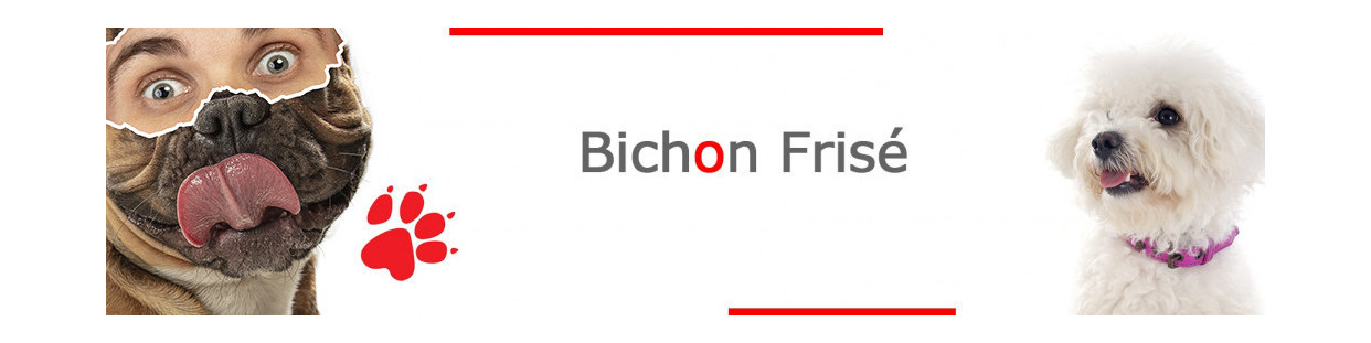Bichon Frisé