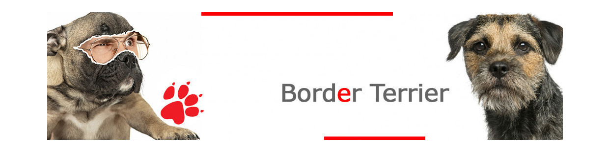 Border Terrier