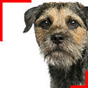 Border Terrier