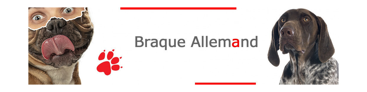 Braque Allemand