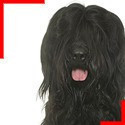 Briard