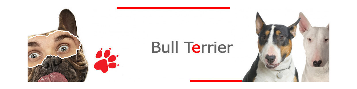 Bull Terrier