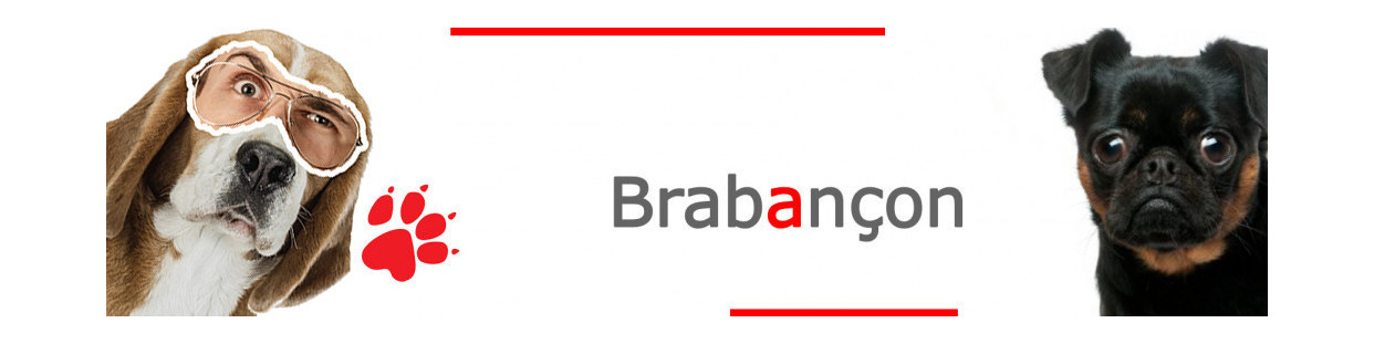 Brabançon