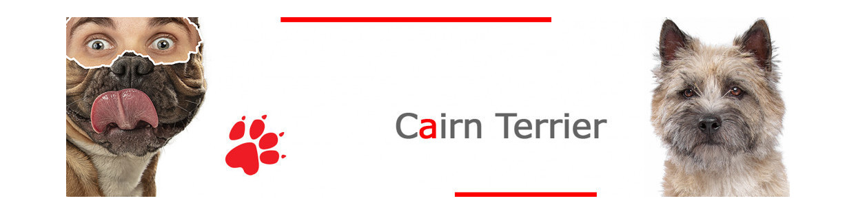 Cairn Terrier