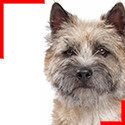 Cairn Terrier