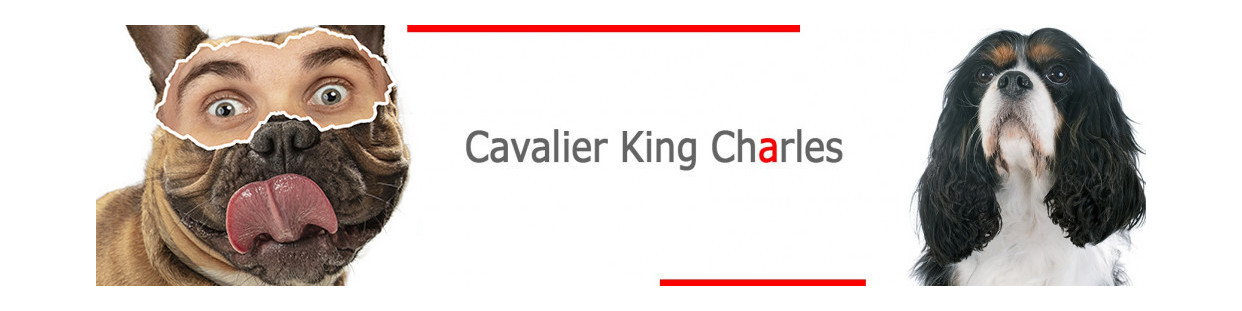 Cavalier King Charles