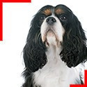 Cavalier King Charles