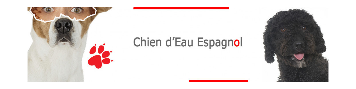 Chien d'Eau Espagnol