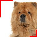 Chow-Chow