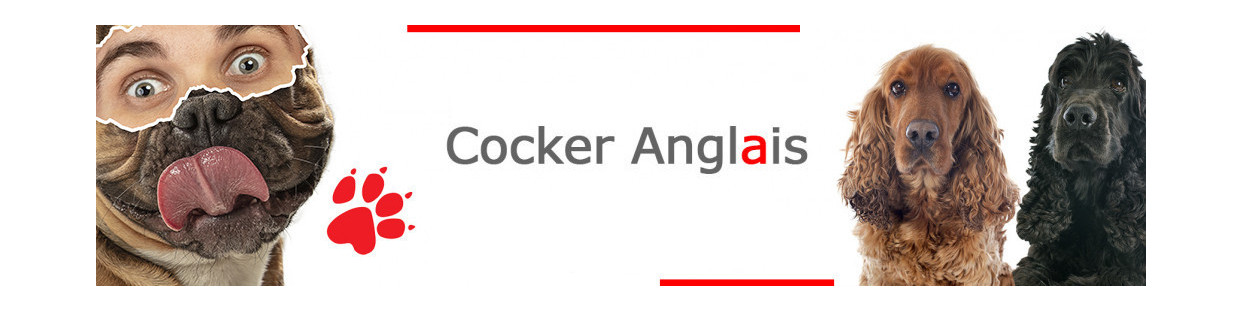 Cocker Anglais