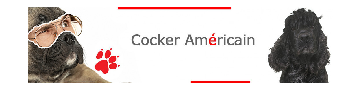 Cocker Américain