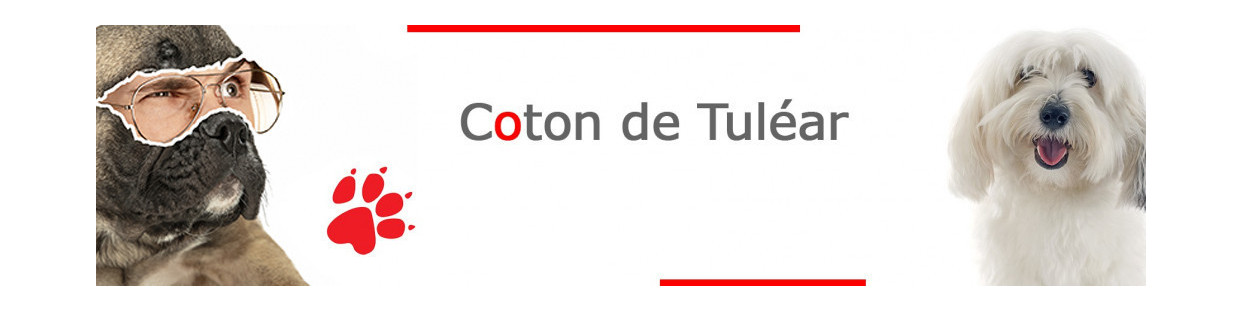 Coton de Tuléar