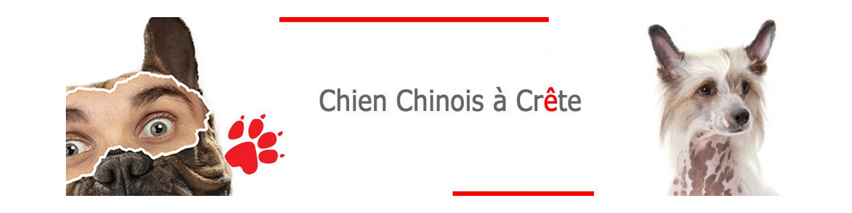 Chien nu chinois à crête