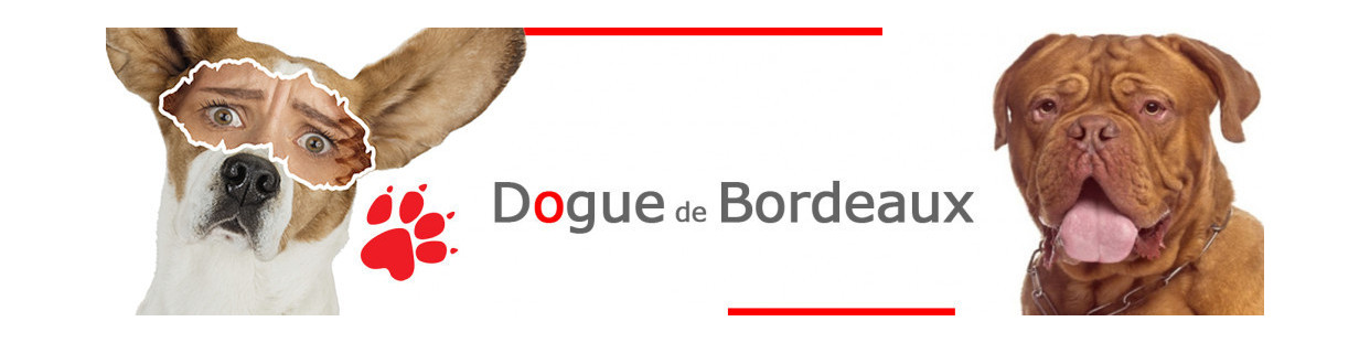 Dogue de Bordeaux