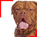 Dogue de Bordeaux