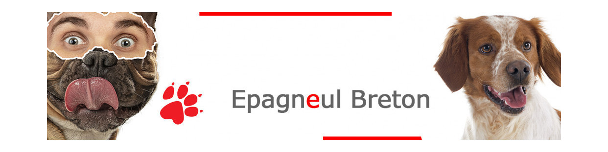 Epagneul Breton