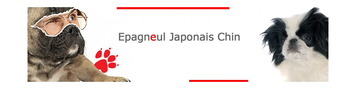 Epagneul Japonais Chin