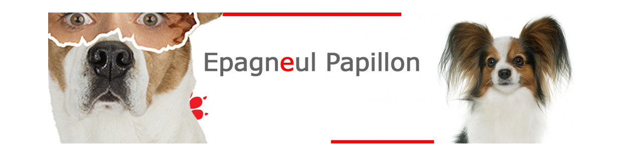 Epagneul Papillon