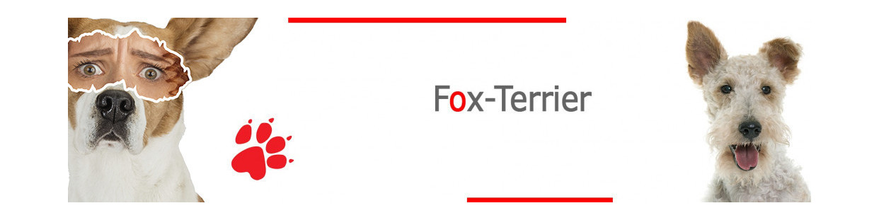 Fox-Terrier