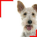 Fox-Terrier