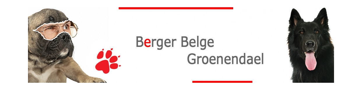 Berger Belge Groenendael