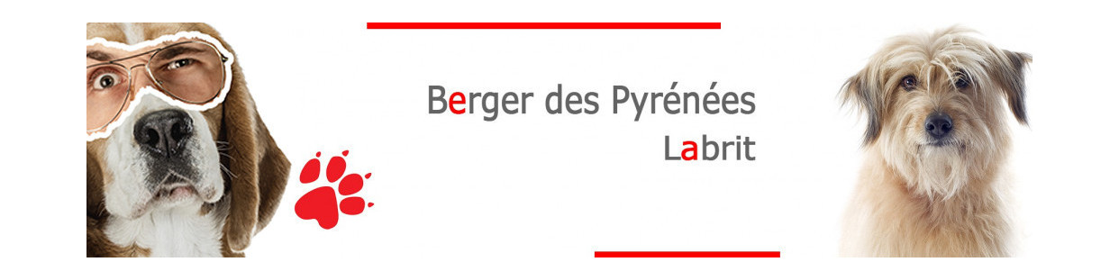 Labrit, Berger des Pyrénées