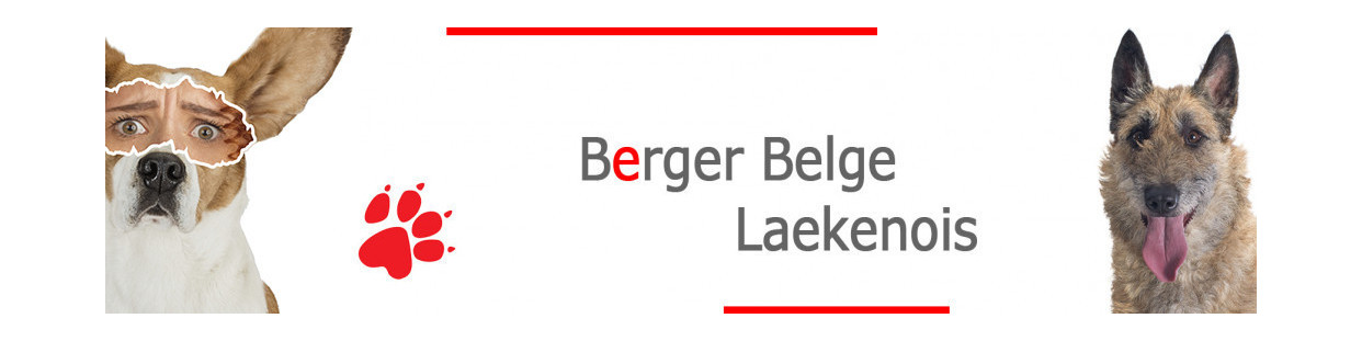 Berger Belge Laekenois