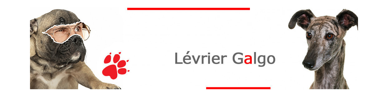 Lévrier Galgo