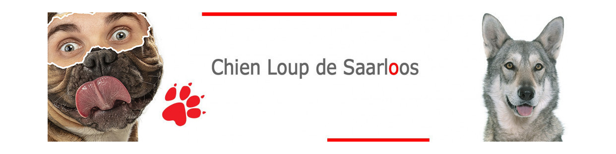 Chien Loup de Saarloos