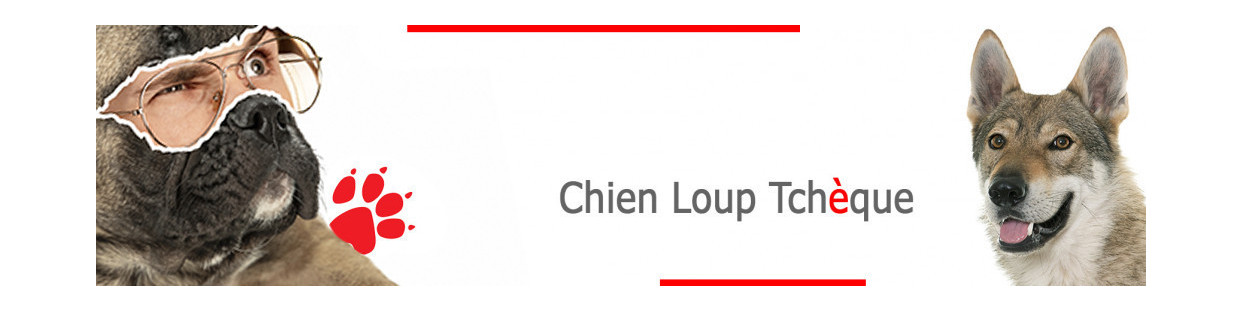 Chien Loup Tchèque