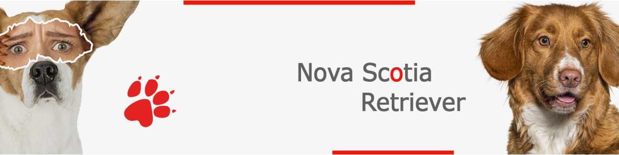 Nova Scotia Retriever