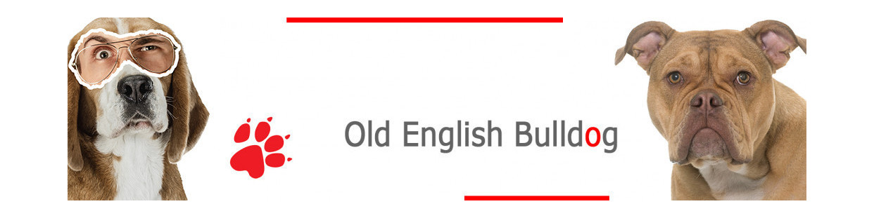 Old English Bulldog