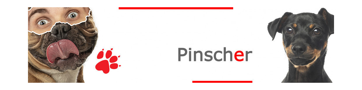 Pinscher