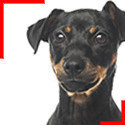 Pinscher