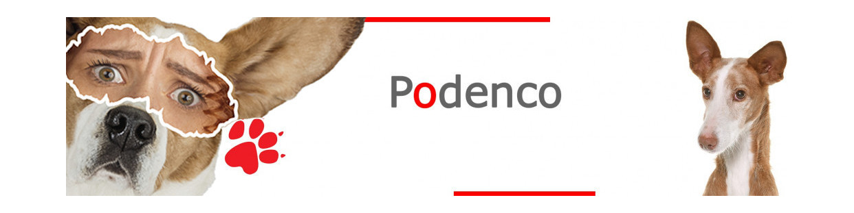 Podenco