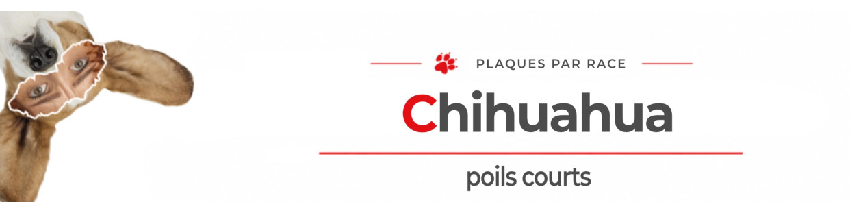 Chihuahua à Poil Court – Plaques, stickers et porte-clés