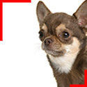 Chihuahua poils courts