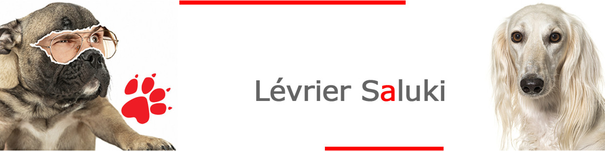 Lévrier Saluki