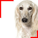 Lévrier Saluki