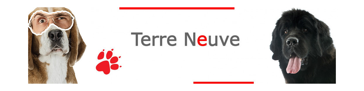 Terre Neuve