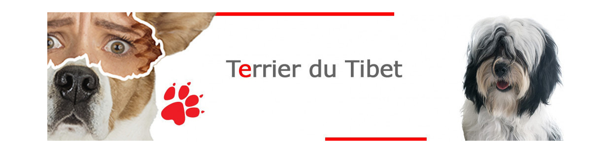 Terrier du Tibet