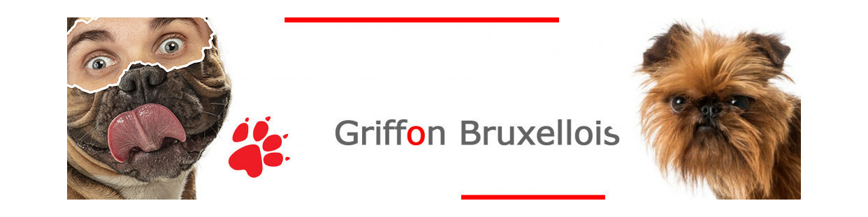 Griffon Bruxellois