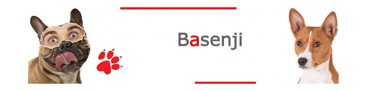 Basenji
