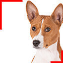 Basenji